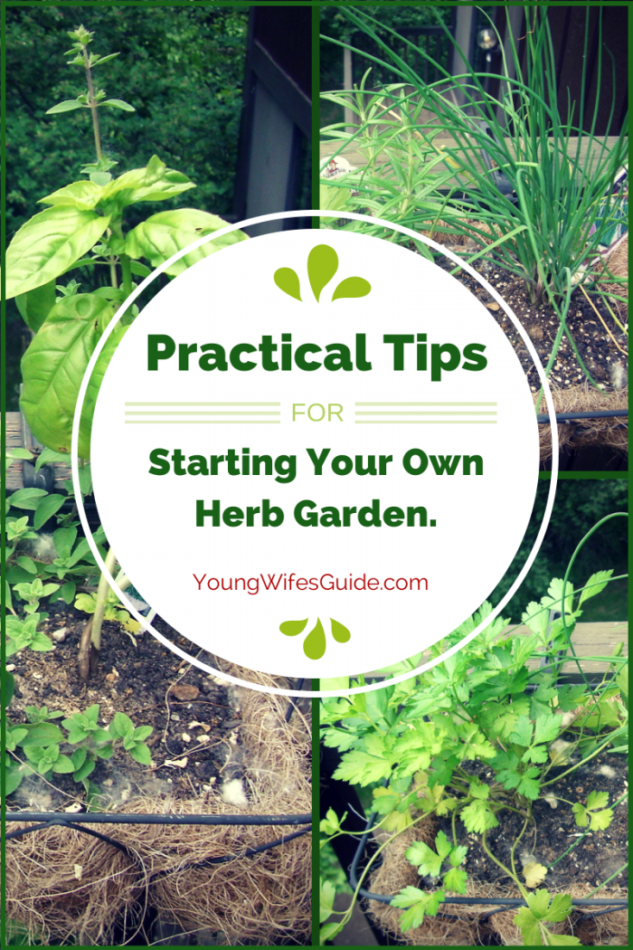 Practical Tips for Starting Your Own Herb Garden