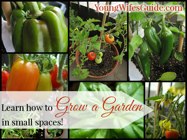Learn How to Grow a Garden in Small Spaces